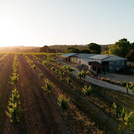 Bed In A Shed Vineyard Stay Watervale Esterno foto
