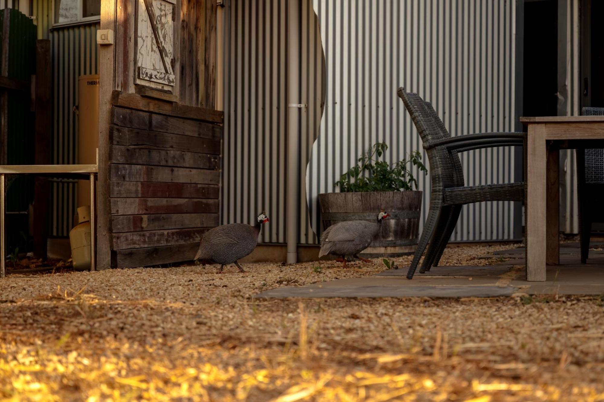 Bed In A Shed Vineyard Stay Watervale Esterno foto
